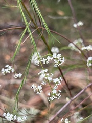 Platysace linearifolia