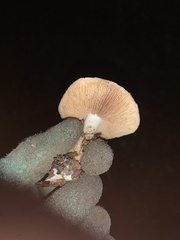 Hebeloma velutipes