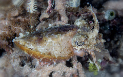Sepia papuensis