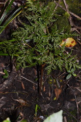 Sceptridium biforme