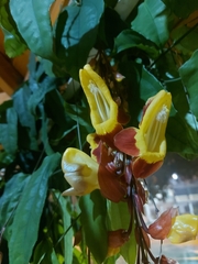 Thunbergia mysorensis