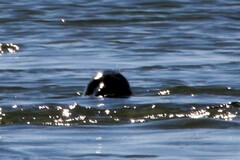 Phoca vitulina