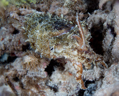 Sepia papuensis