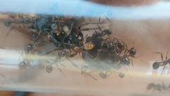 Solenopsis phoretica