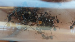 Solenopsis phoretica