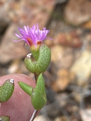 Ruschia virgata