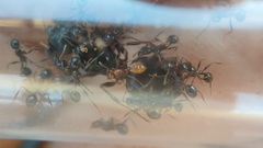 Solenopsis phoretica