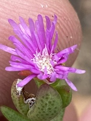 Ruschia virgata