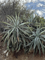 Agave capensis