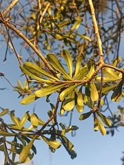 Pittosporum turneri