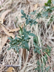 Clematis microphylla microphylla
