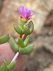 Ruschia virgata