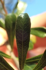 Pittosporum turneri