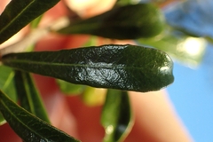 Pittosporum turneri