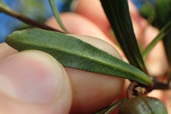 Pittosporum turneri