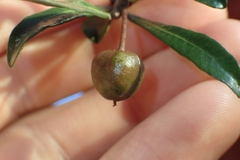 Pittosporum turneri