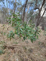 Myoporum petiolatum