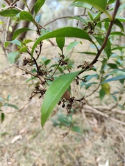 Myoporum petiolatum