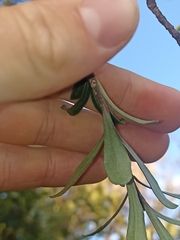 Pittosporum turneri