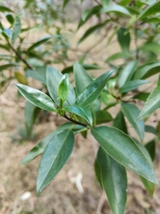 Myoporum petiolatum