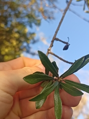 Pittosporum turneri