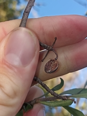 Pittosporum turneri