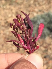 Aphanisma blitoides