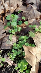 Veronica hederifolia-sublobata-triloba