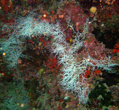 Melithaea variabilis