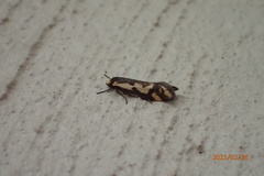 Palimmeces poecilella