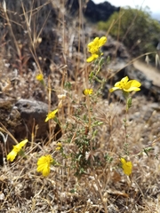 Calycadenia truncata