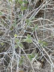 Justicia californica