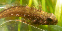 Oligocottus snyderi