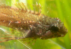 Oligocottus snyderi