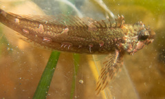 Oligocottus snyderi