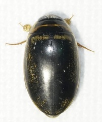 Thermonectus basillaris basillaris