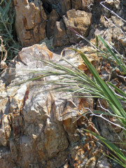 Bromus rigidus