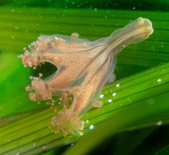 Haliclystus sanjuanensis