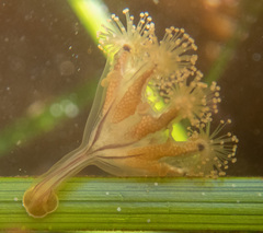 Haliclystus sanjuanensis