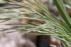Bromus rigidus
