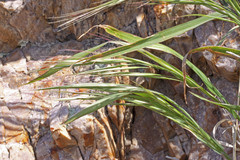 Bromus rigidus