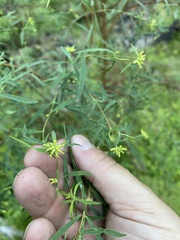 Pimelea neoanglica