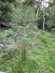 Pimelea neoanglica