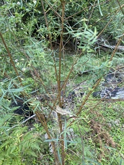Pimelea neoanglica