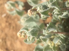 Atriplex barclayana