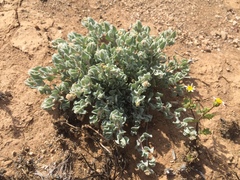 Atriplex barclayana