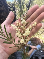Acacia linifolia