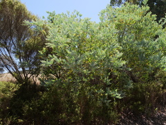 Acacia podalyriifolia
