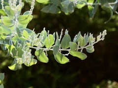 Acacia podalyriifolia