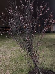 Prunus